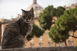 Gatto romano in Piazza di Torre Argentina