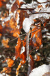 Erster Frost