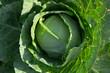 green cabbage