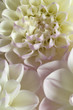 Chrysanthème