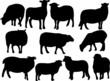 sheep collection - vector