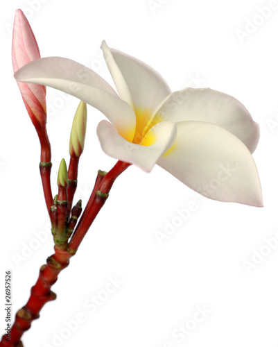 Photo: fleur de frangipanier et boutons floraux fleur de frangipanier et boutons floraux