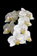 Orchidées