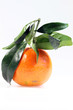 Clementine_18