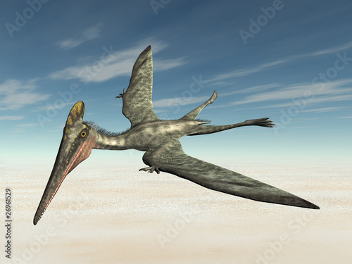 Illustration: Pterodactylus Pterodactylus