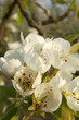 Fleurs de pomme