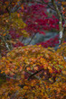 Herbst