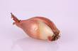 Charlotten / Zwiebel