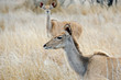 Female Kudu