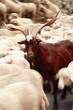 Regard bélier, transhumance