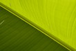 bananier, Musa, monocotylédone, vivace, Musaceae, banane