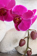 phalaenopsis