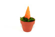 Carrot Growing