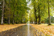 Autumn Road