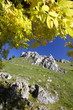 Felsen / Eselsburger Tal (Schwäbische Alb)