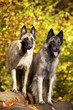 Belgische Schäferhunde - Tervueren Hündinnen