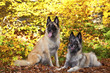Belgische Schäferhunde - Tervueren Hündinnen