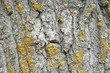Textura de tronco