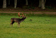 Foto: Damhirsch2 Damhirsch2