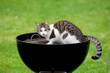 Hungry cat