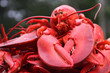 lobsters