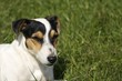 Chien jack