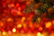Branch of Christmas tree Branch of Christmas tree