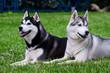husky