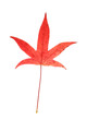bright red autumn leaf of Liquidambar styraciflua bright red autumn leaf of Liquidambar styraciflua