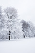 The park in the snow