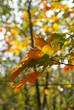 Feuilles automnales