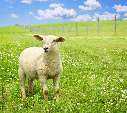 Photo: Cute young sheep Cute young sheep