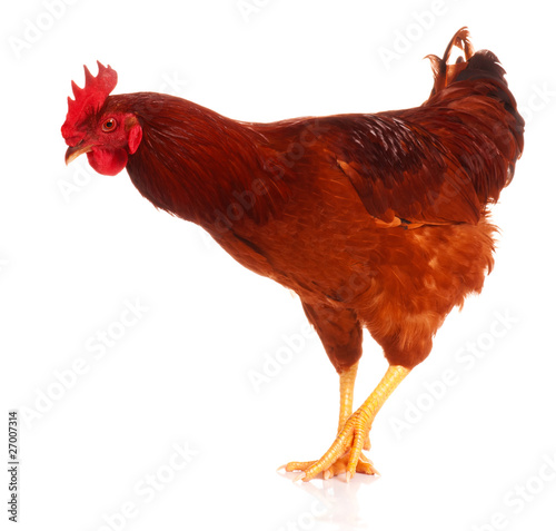 Foto: Chicken Chicken