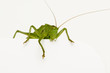 Grasshopper sitting on a blank space watching