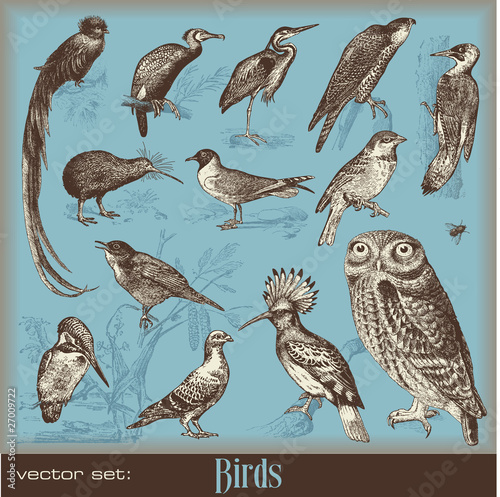 Vector: vector set: birds vector set: birds