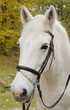 Close-up picture of white horse in the park Close-up picture of white horse in the park