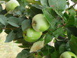 coings verts sur l'arbre coings verts sur l'arbre