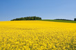 Foto: rape field rape field