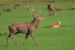 Le cerf