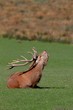 Le brame du cerf