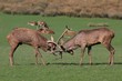 Combat de cerfs