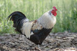 Cockerel on the farm. Narrow depth of field.