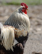 Cockerel.