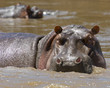 Hippopotamus