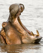 Photo: Hippopotamus Hippopotamus