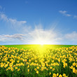 Spring meadow and sun Spring meadow and sun