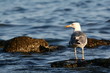 mouette
