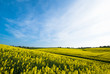 Rapsfeld