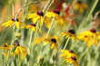 black eyed Susan flowers in the garden black eyed Susan flowers in the garden