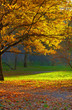 Autumn park landscape
